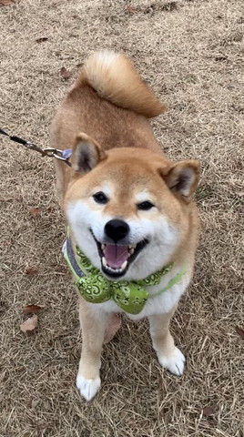 笑顔で見上げるワンコ