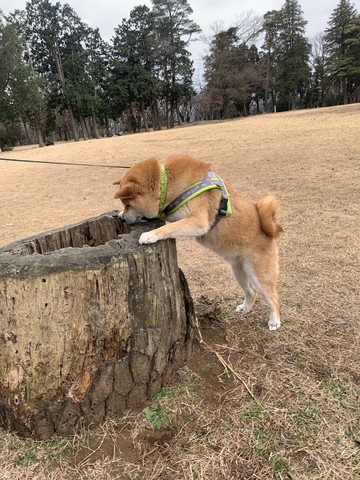 丸太のぞくワンコ