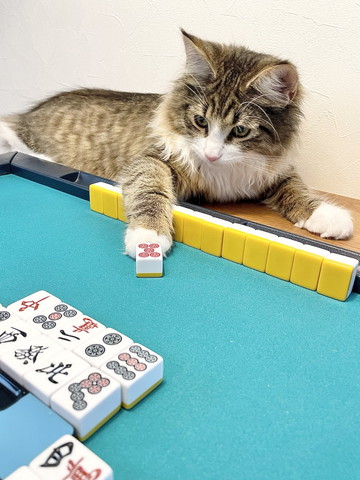 麻雀する猫