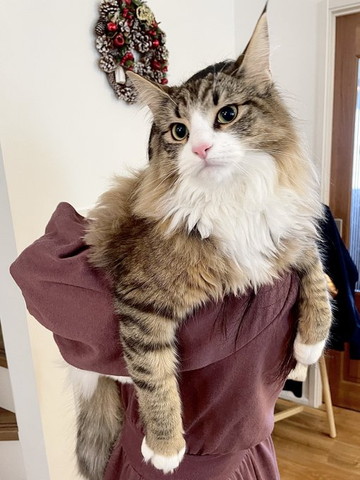 抱っこされて首かしげてるような猫