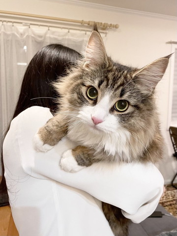 右の猫下向いてる