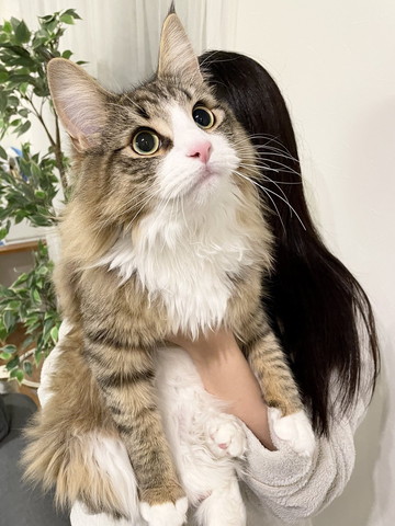 抱っこされて上を見る猫