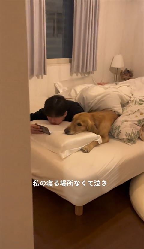 携帯見るワンコとパパ