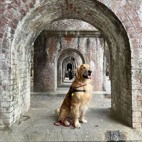 観光地でお座りワンコ