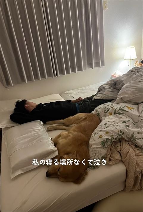 寝てるパパとワンコ