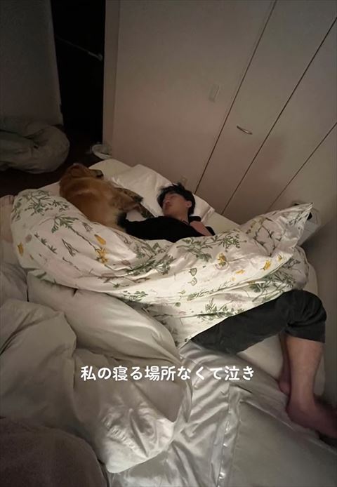 ベッドを最大限に使うワンコとパパ