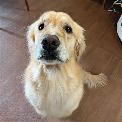 お座りして見上げてるワンコ