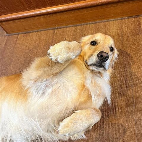 あお向けワンコ