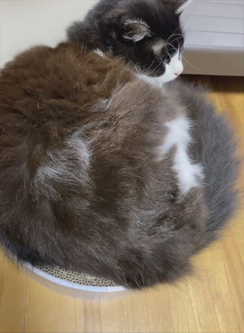 猫キャットタワー
