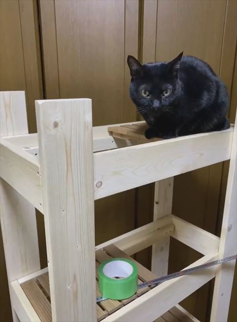 タワーのてっぺんにいる黒猫