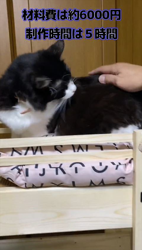 なでられる猫