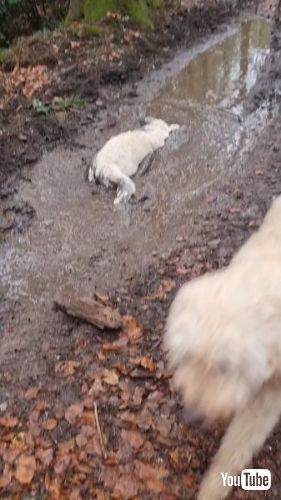 泥まみれの犬