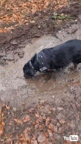 泥まみれの犬