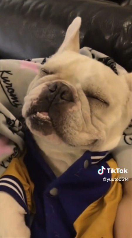 眠るエースくん