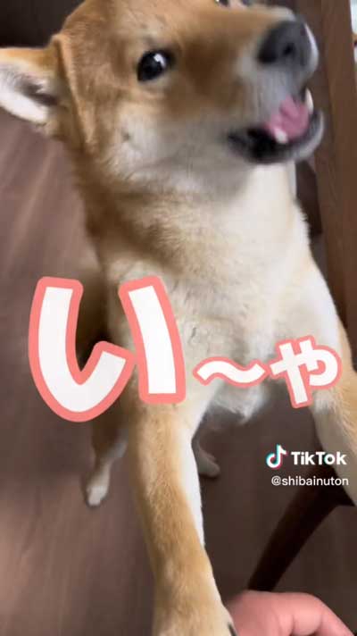 かまってほしい柴犬