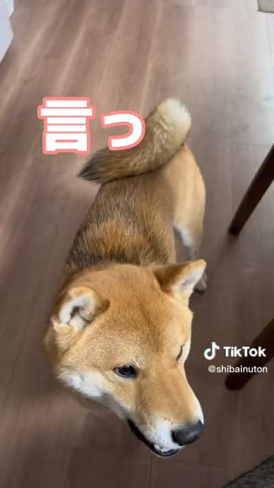 話しかける飼い主