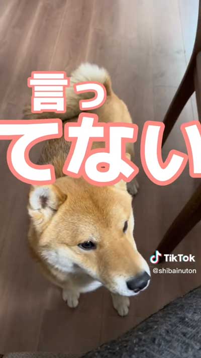 言ってない！と言う犬