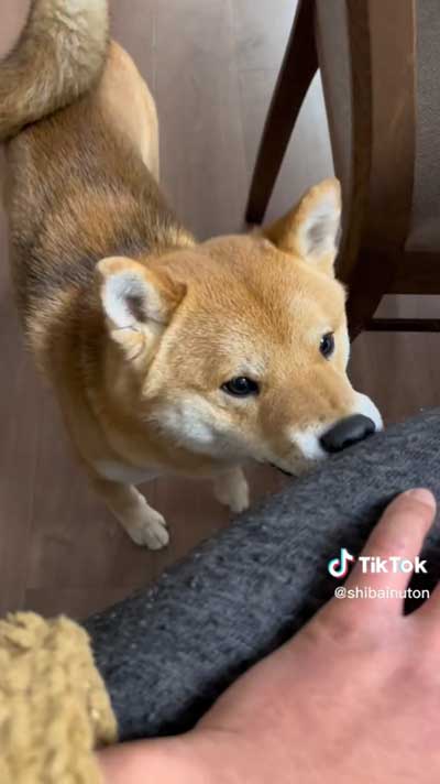 遊んでほしい柴犬