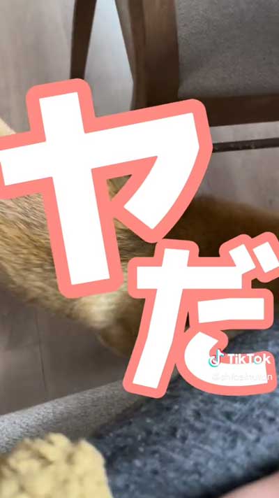 拒否する柴犬