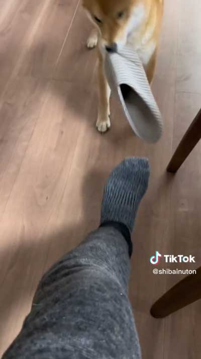 柴犬のスリッパドロボウ
