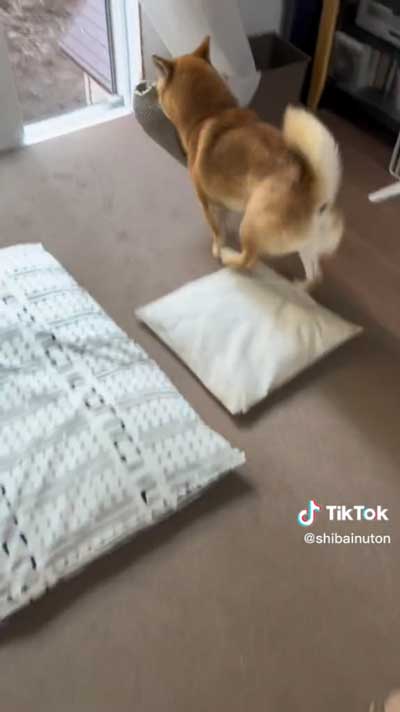 追いかける飼い主