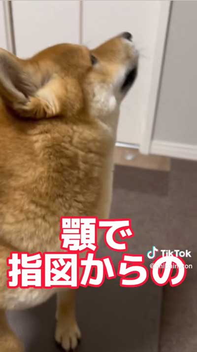 指図する柴犬