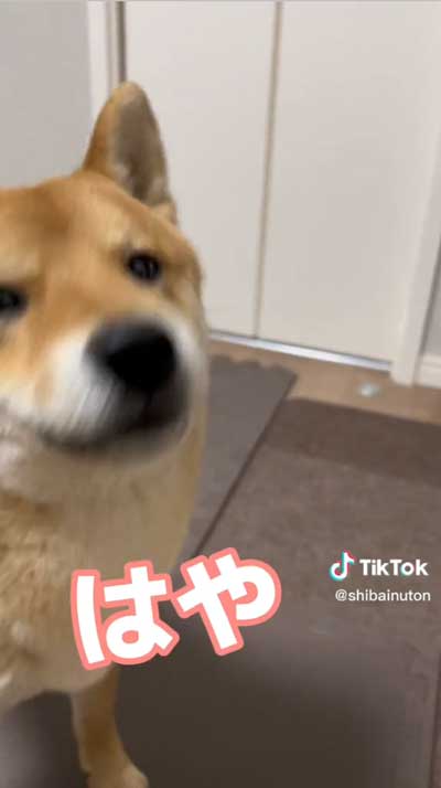 鳴くしばいぬ