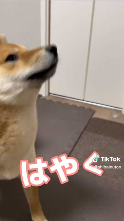 せかす柴犬