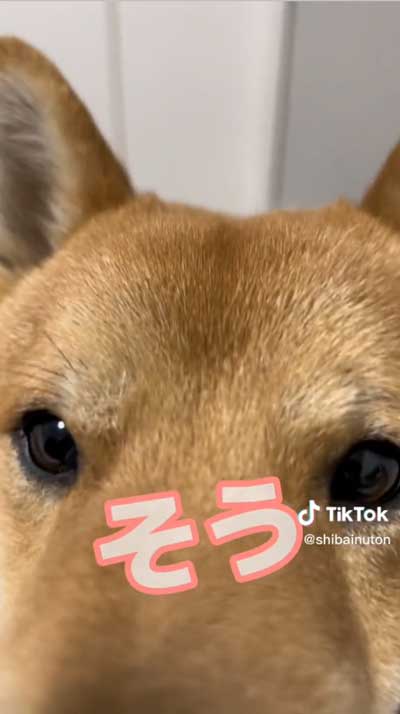 優しい声の柴犬