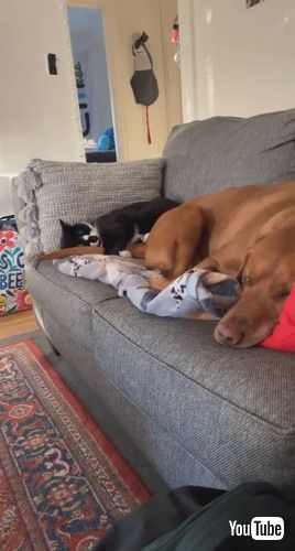 一緒に寝る犬と猫