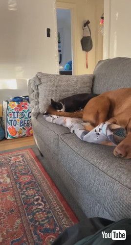 一緒に寝る犬と猫