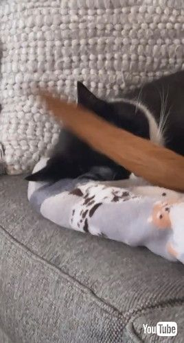 一緒に寝る犬と猫