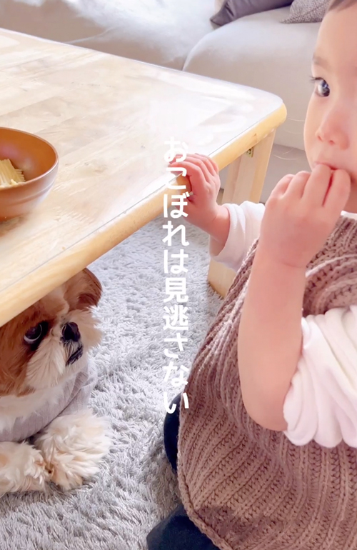 おこぼれを狙うワンコ