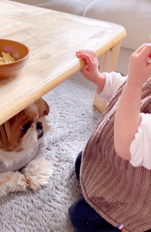 おこぼれを狙うワンコ