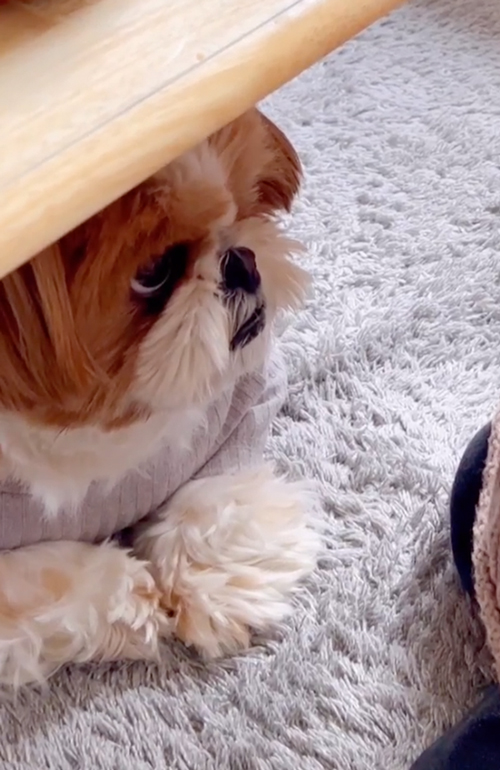 おこぼれを狙うワンコ