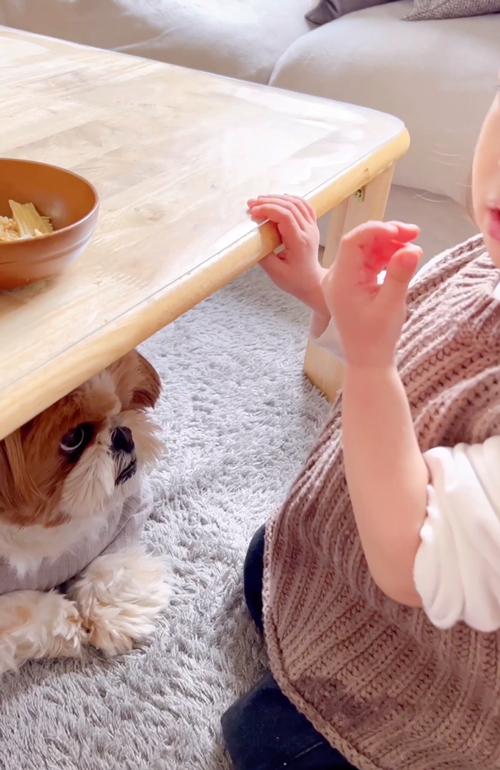 おこぼれを狙うワンコ