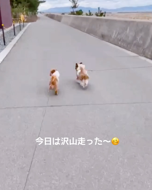 まるくんとしーちゃん