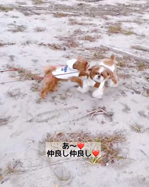 まるくんとしーちゃん