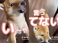 「とうとう人間と対等に会話できるようになった柴犬」がかわいくてすごい　飼い主との爆笑やりとりに「本当に聞こえるｗ」