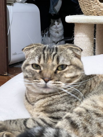 アップの猫と遠くの猫