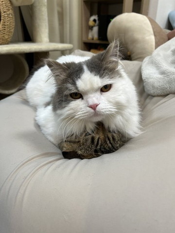 キジトラ猫の上に座る猫アップ