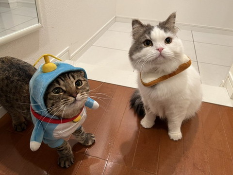 ドラえもんとパンをつけた猫