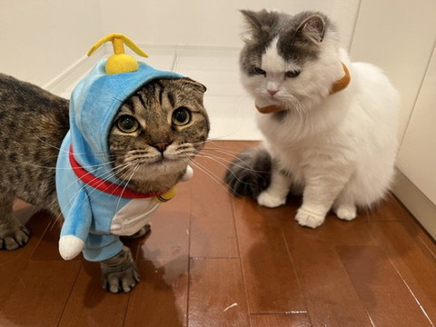 右の猫下向いてる