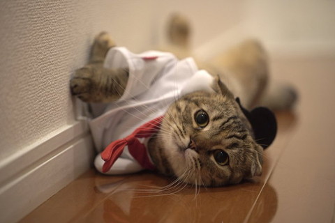 キジトラスコティッシュ