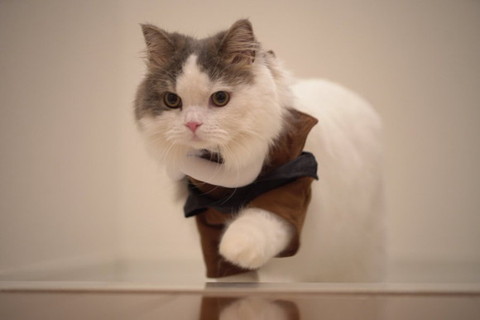 走り出しそうな猫