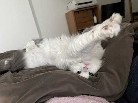 あおむけで前足のばしてる猫