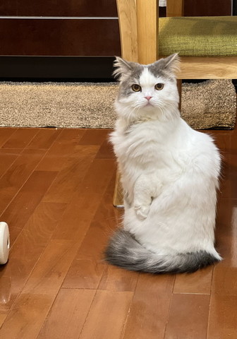 立とうとする猫カメラ目線