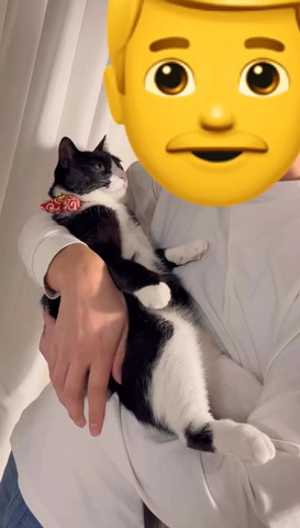 パパを見つめる猫