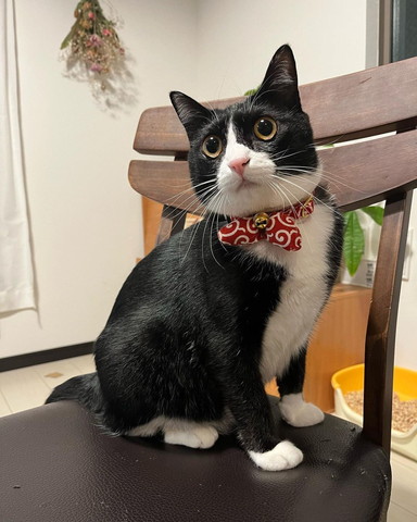 お座りしている猫