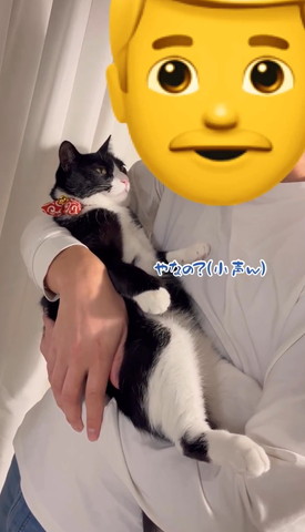 やなのテロップ
